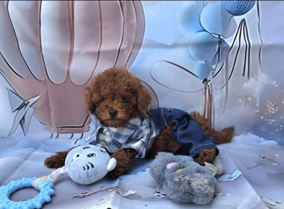 Пудел той Poodle Toy генетични тестове на родителите / Родославие