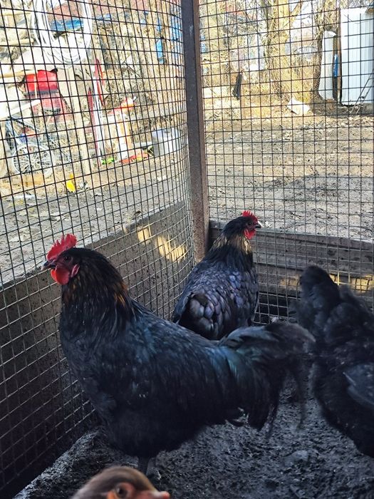 Продам или обменяю