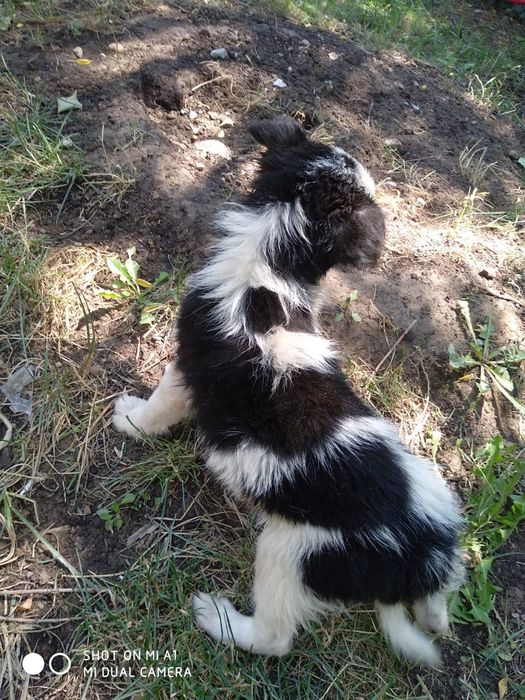 Отдам щенка в ответственные руки