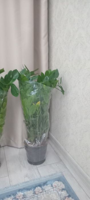 Замиакулькас. Долар