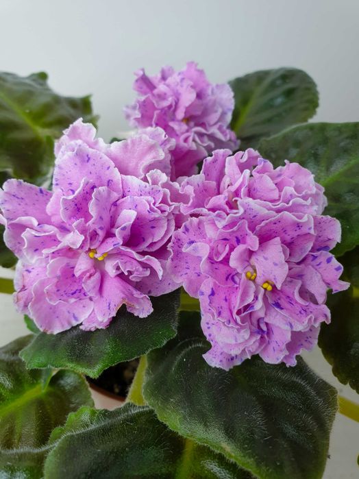 Фиалка лучший подарок.