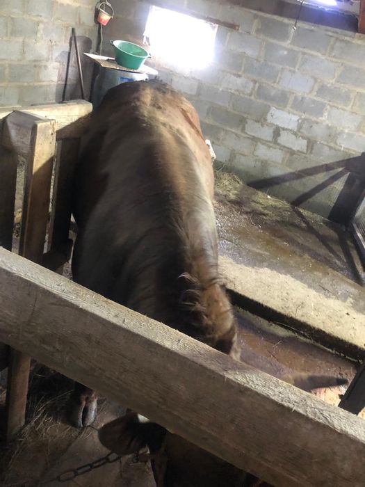 Продаются мощные бычки на откорме