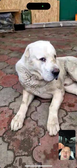 Алабай 18 дней,