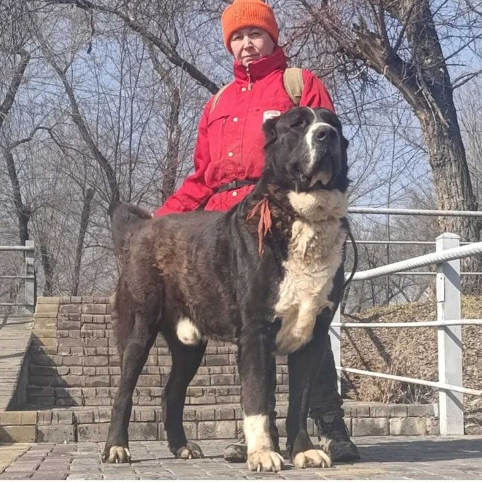 Сука 2 года дочка Буча 2