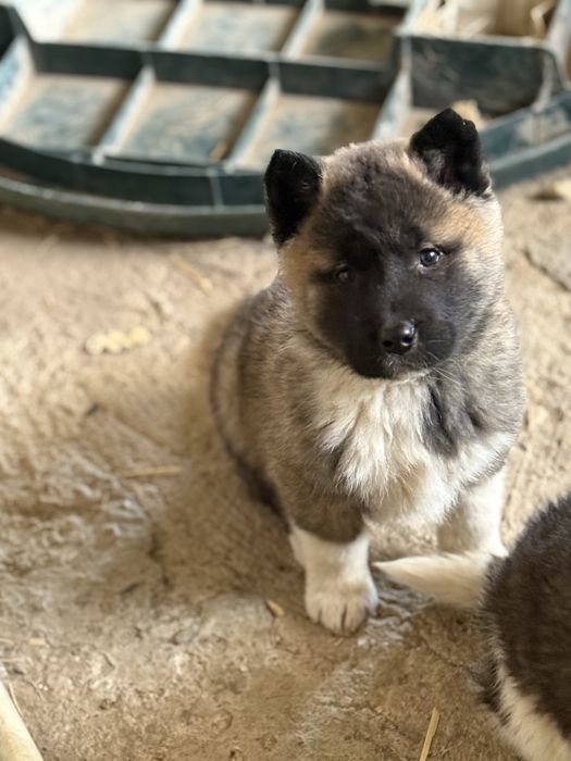 Америкаска акита кученца мъжки и женски