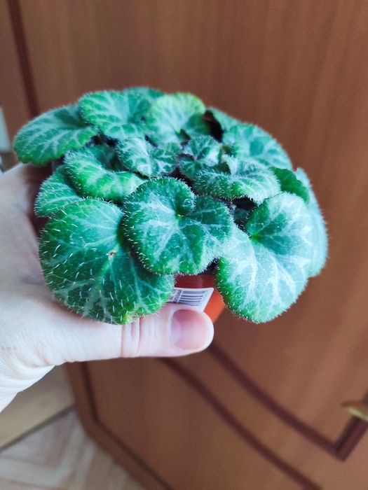 Продам комнатные цветы