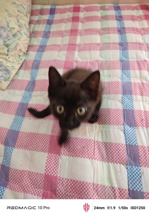 Отдам кота в добрые руки