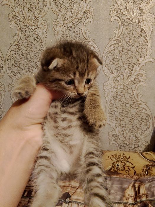 Продаются маленькие кошки
