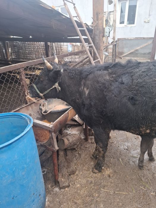 Еки бас бузаулы кашарлар