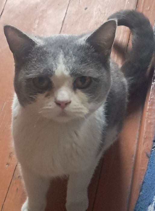 Britsh shorthair mushugi