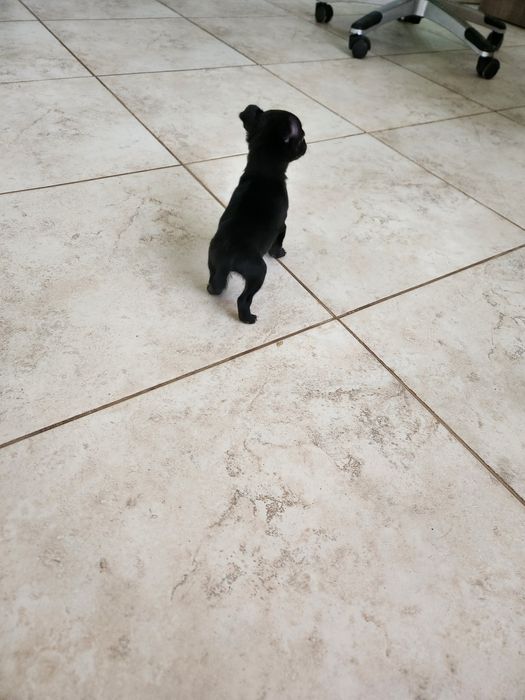 Мини пинчер на два месеца