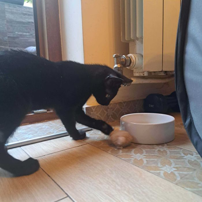 Малка черна котка търси дом