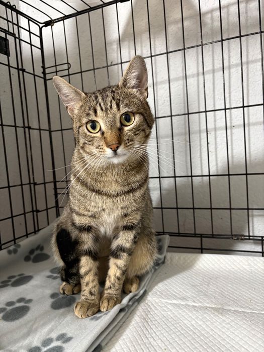 Ponti, motanel castrat pentru adoptie