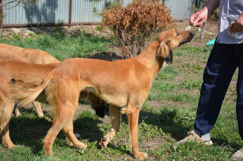 Продается Чистокровная Тазы