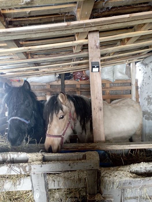 Лошади откорм кунан