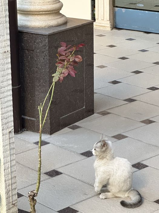Кошка парода Манчкин 3,5месяца