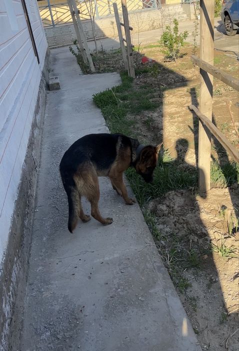 Немецский овчарка