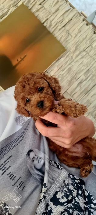 Cățeluș Pudel toy extra Red