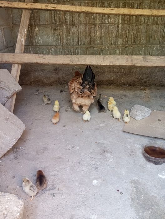 Курица с цеплятами