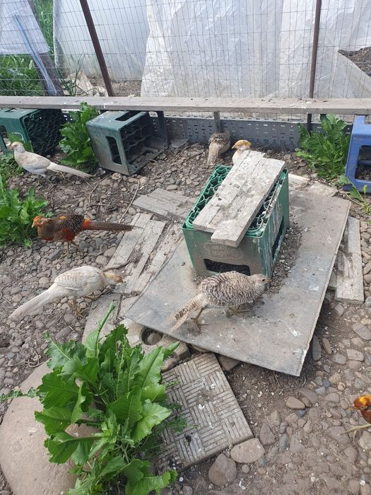 Fazani auriu cu galben/roșu