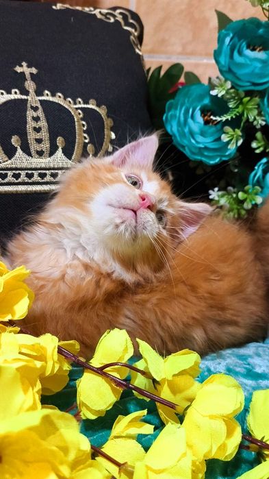 Мейн-кун- КРАСНЫЙ "ЛЕВ"- котята !