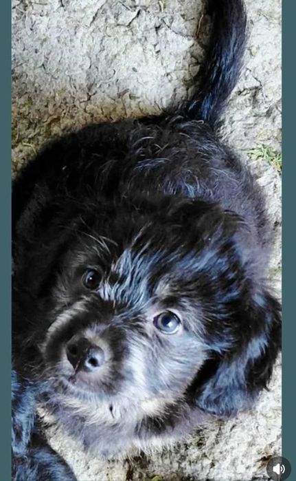 Catelus metis pentru adoptie