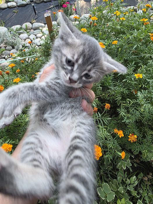 Отдам котят в добрые руки