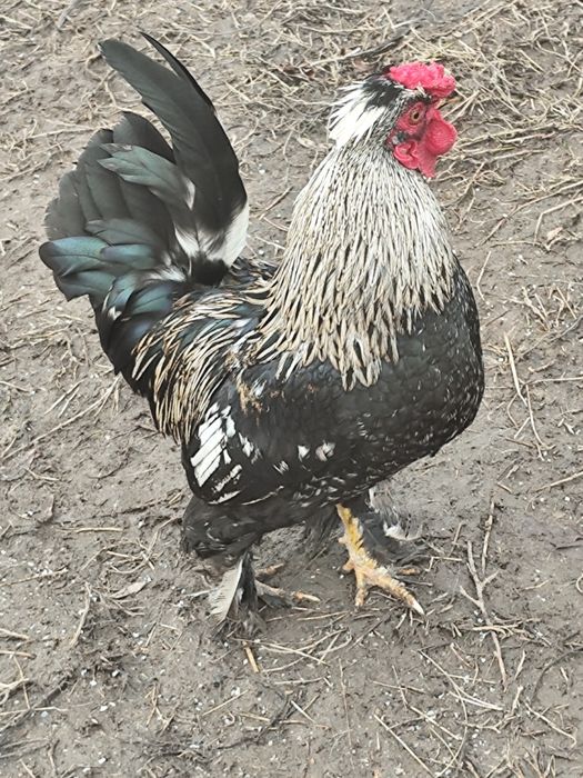 Cocoș pitic caută casa noua