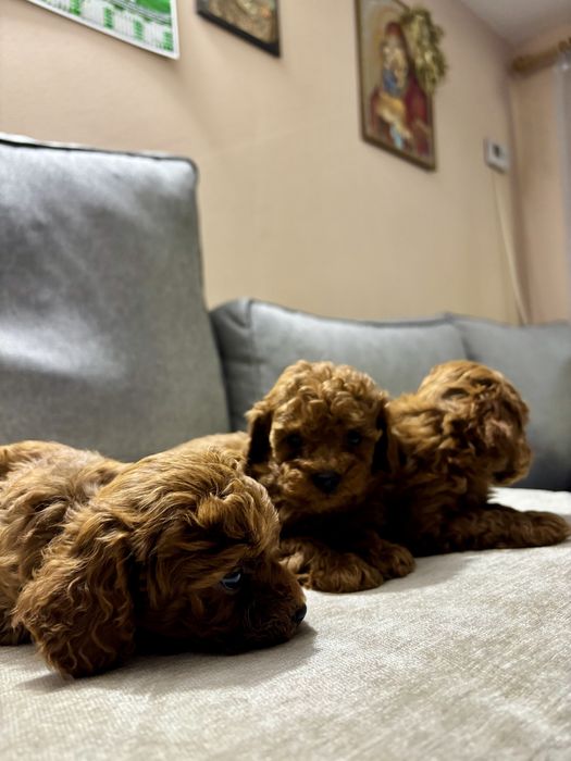 Пухкави Той Пуделчета