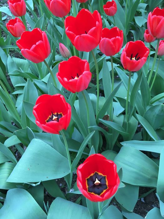 Продам тюльпаны местные