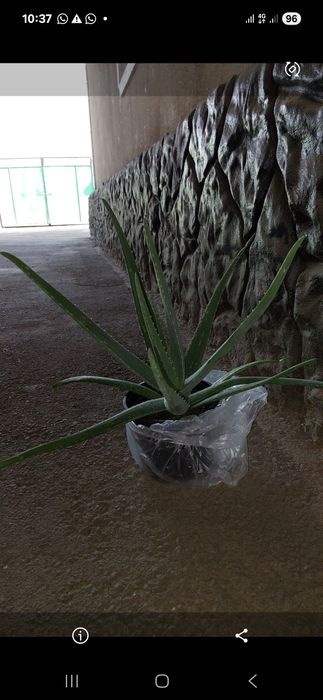 3х летнее алое вера