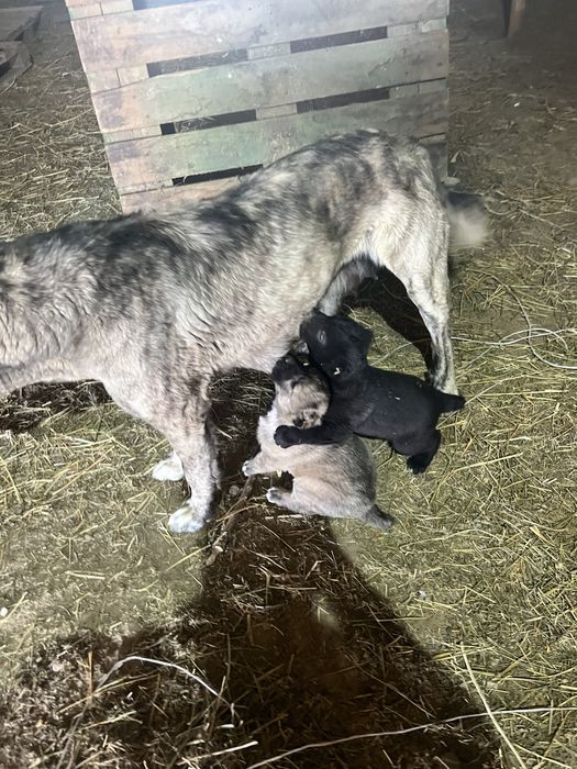 Продается щинки тобета