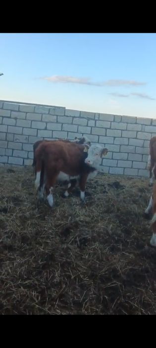 Баспақ қашарлар сатылады