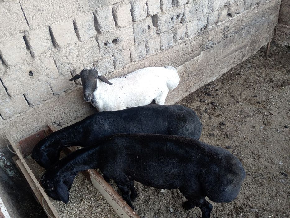 Qochqor, qoy, кочкор, кой, куй, quy,