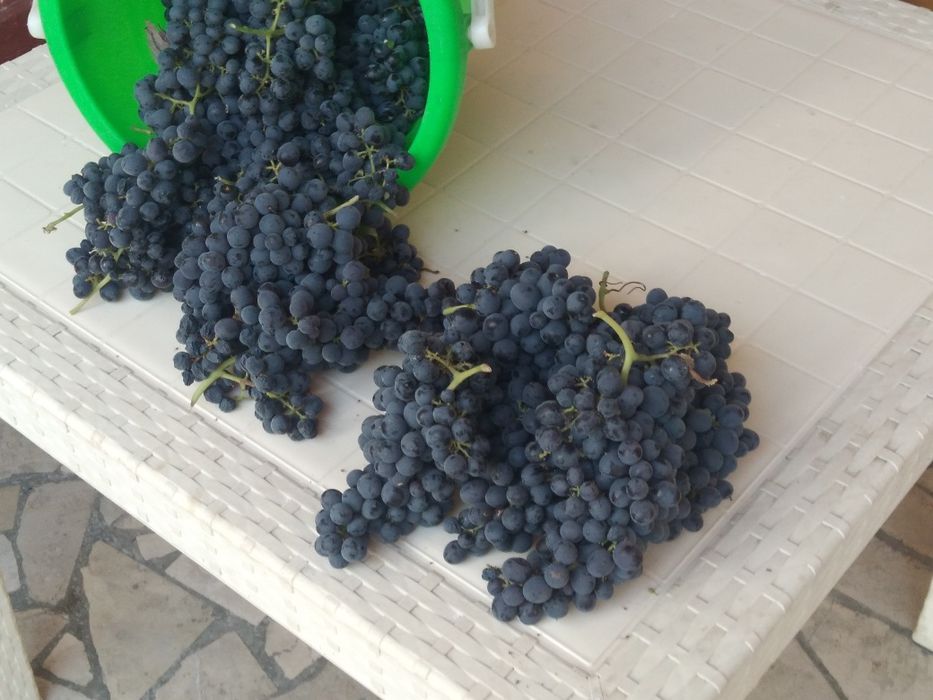 Uzum  donasiz qara uzum