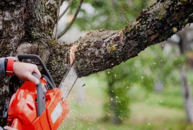 Спил деревьев и веток