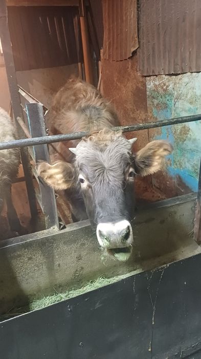 Продам бычка алатауской породы