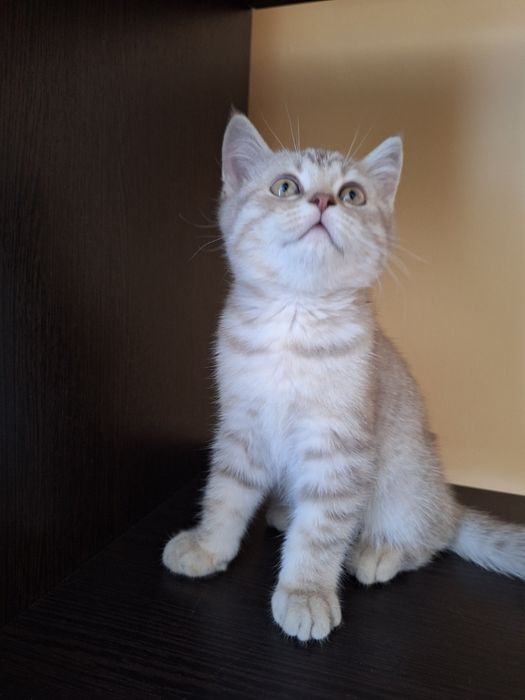 Котята шотландские