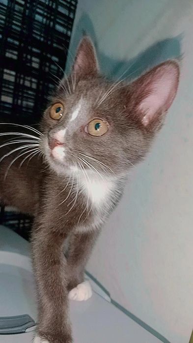 Шикарный котёнок