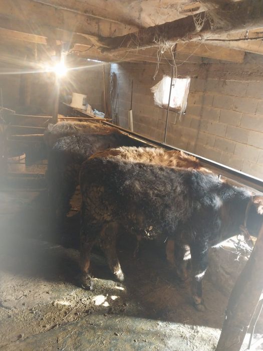 Продаю бычков 7 месецяв