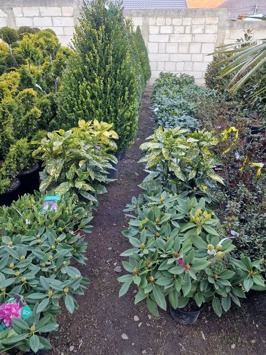 Palmier, tuia spiralata, pon pon, maslin, ienupar tarator, buxus glob.