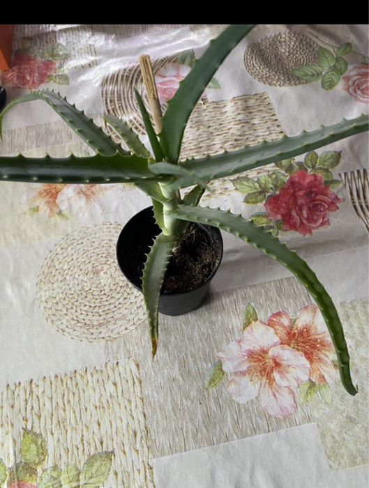 Алоэ лечебный  700 тенге