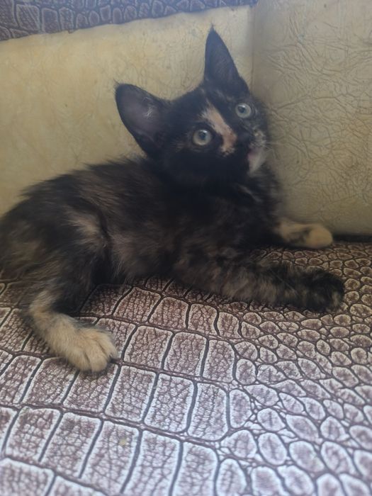 Котёнок, бесплатно