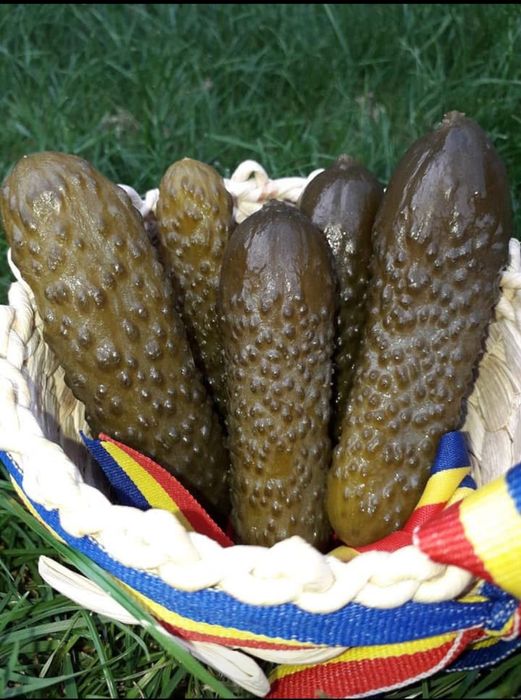 Castraveti murari în saramura producție 2025