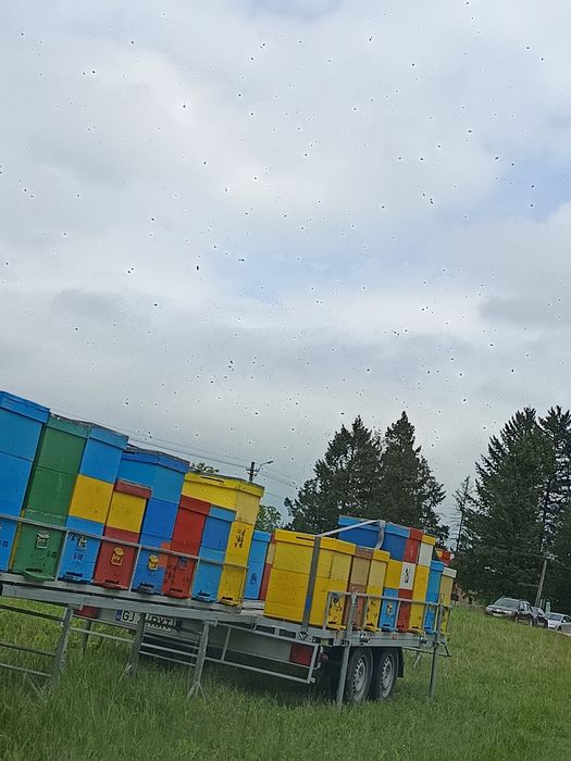 Vând remorcă apicolă