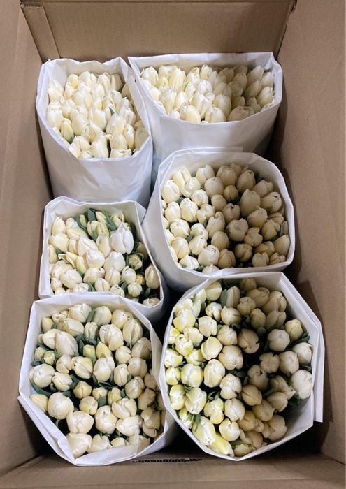 Тюльпаны Экстра+ оптом