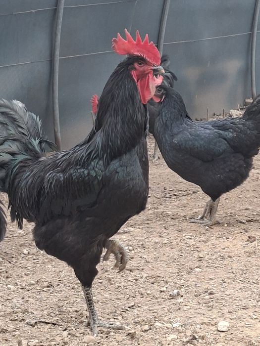 Кора шахзода хуроз. Эски зот.