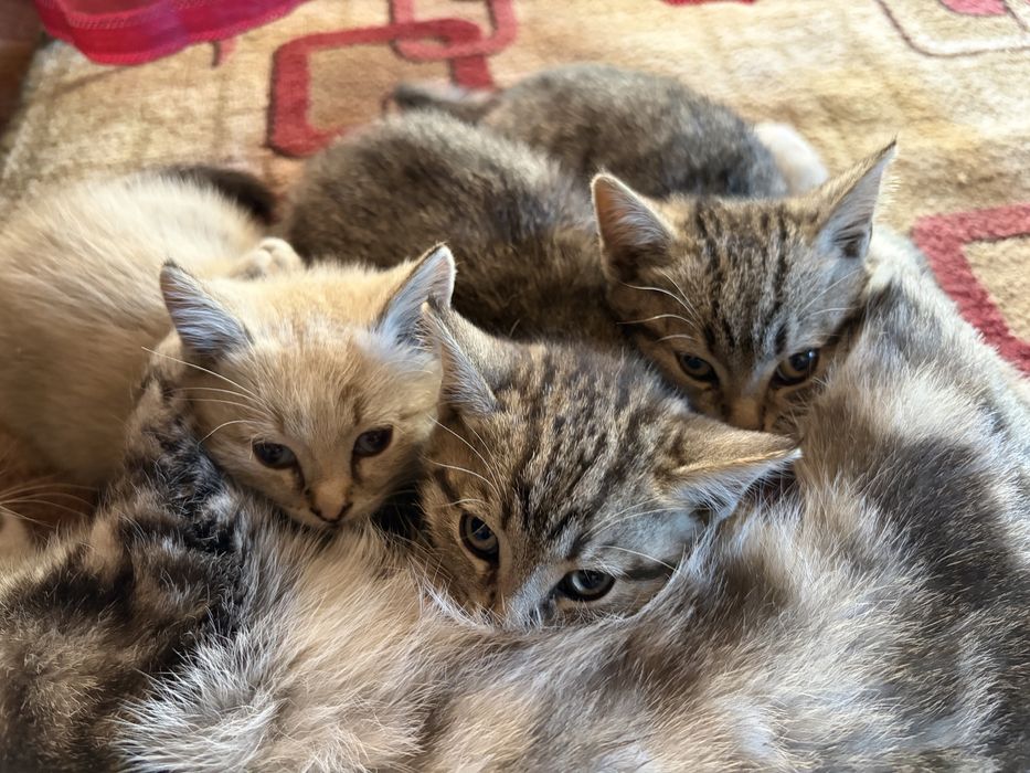котята пародистые девочки