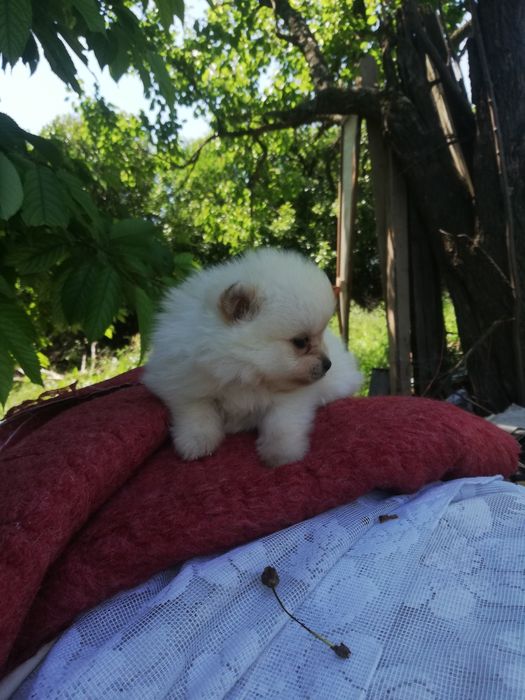 Мини мини померанче