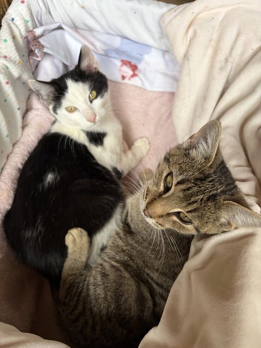 doi puiuti de 4 luni isi cauta casuta-adoptie gratuita